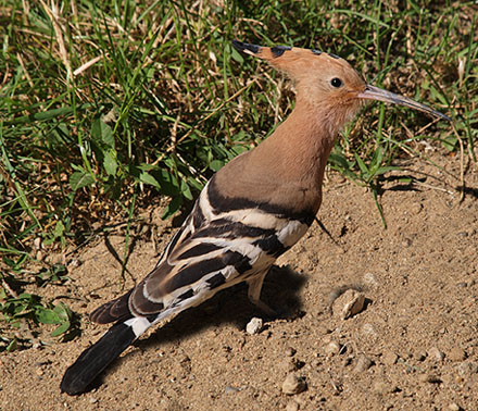 Upupa epops